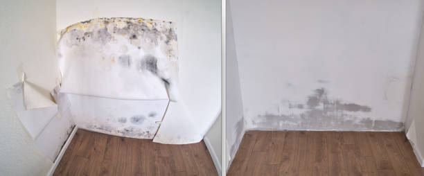 Best Mold Remediation  in USA